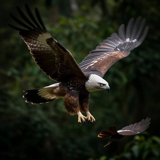Photograph of a majestic bald eagle with dark brown wings and white head, soaring mid-flight against a dark, forested background. Another eagle is partially