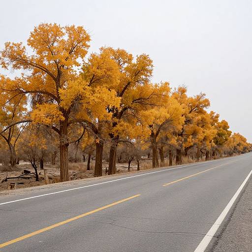 Photograph of a deserted, two-lane road lined with vibrant orange autumn trees under a bright white sky, with yellow center lines and white edge markings