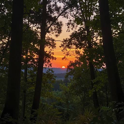 Vibrant Late Morning Forest Glow