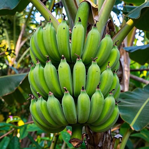 Unripe Bananas in Tropical Jungle