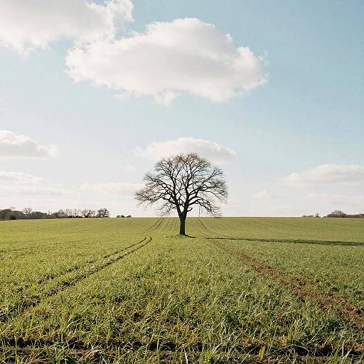 Photograph of a solitary, leafless tree standing in the center of a vast, green, grassy field under a bright blue sky with scattered white