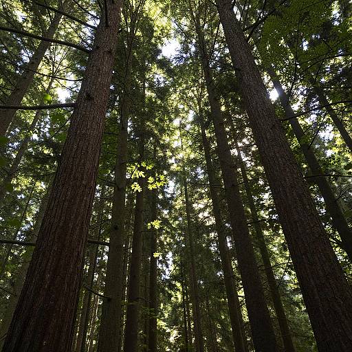 Photograph of towering redwood trees with sunlight filtering through dense green foliage, creating a dappled light effect on the dark brown bark.