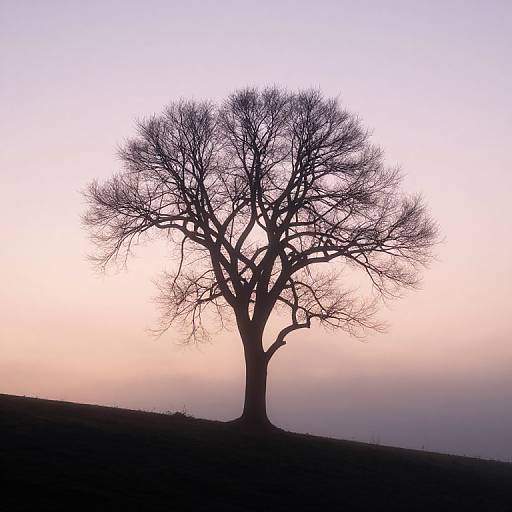 Photograph of a solitary, leafless tree silhouetted against a gradient sky transitioning from pink to purple at sunrise or sunset.