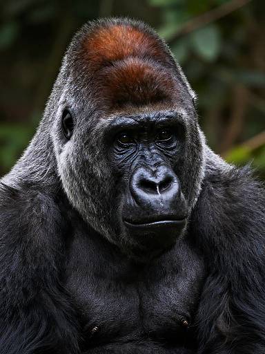 Photograph of a serious-looking adult male gorilla with dark fur, a reddish-brown head, and intense black eyes, set against a blurred