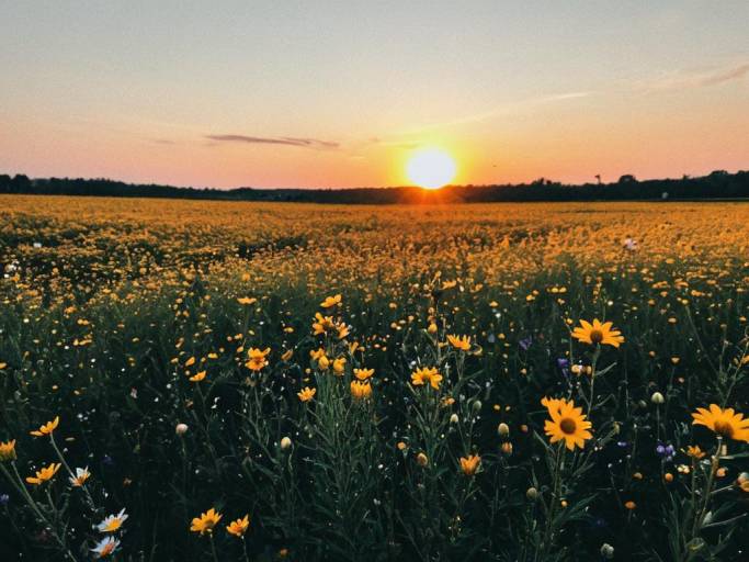 Vibrant Sunset Over Flower Field Wallpaper
