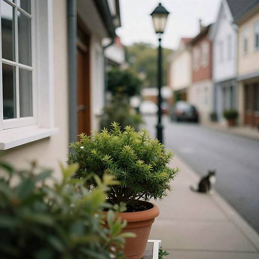 Blurry City Street with Potted Plants