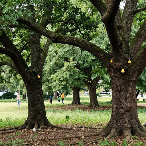 Memory Fruit Trees Revealing Past