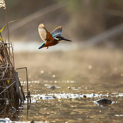 Backlit Kingfisher Over River