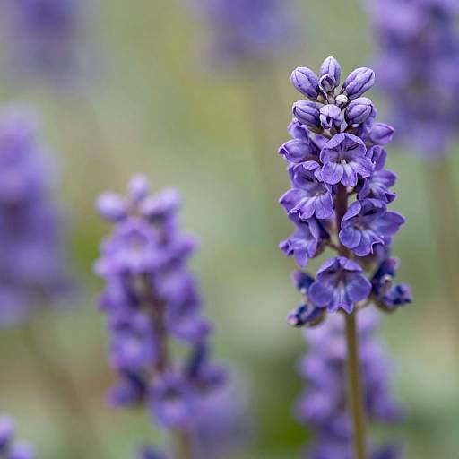 Spring Purple Flowers HD Wallpaper