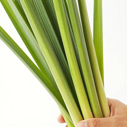 Photograph of a hand holding a bunch of fresh, green, long, slender lemongrass stalks against a white background.