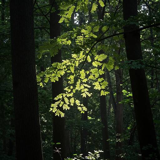 Photograph of a sunlit, green leaf branch in a dense, shadowy forest, with tall, dark tree trunks and dappled sunlight