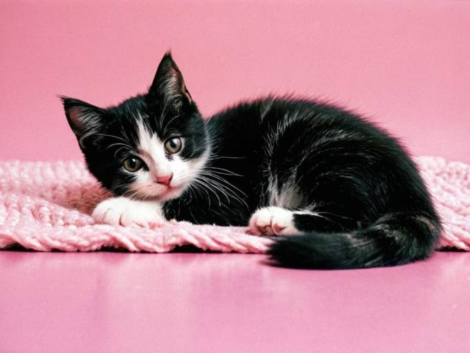 Adorable Kitten on Pink Blanket Wallpaper