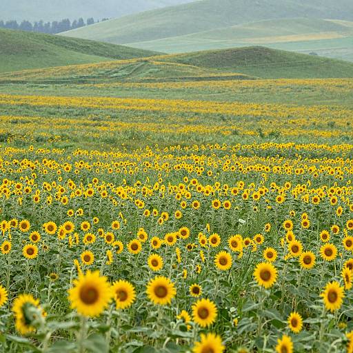 Photograph of a vast sunflower field with bright yellow flowers, green stems, and rolling hills in the background under a cloudy sky.