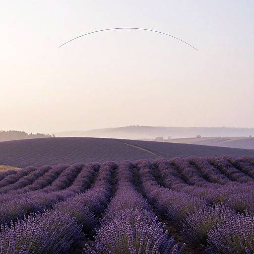 Minimalist Lavender Plateau at Dawn