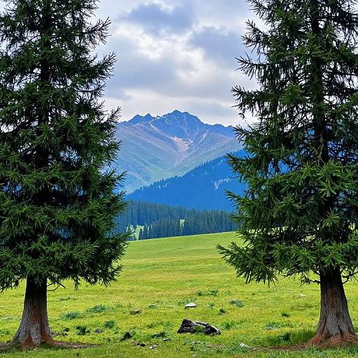 Vibrant Summer Pine Meadow Landscape