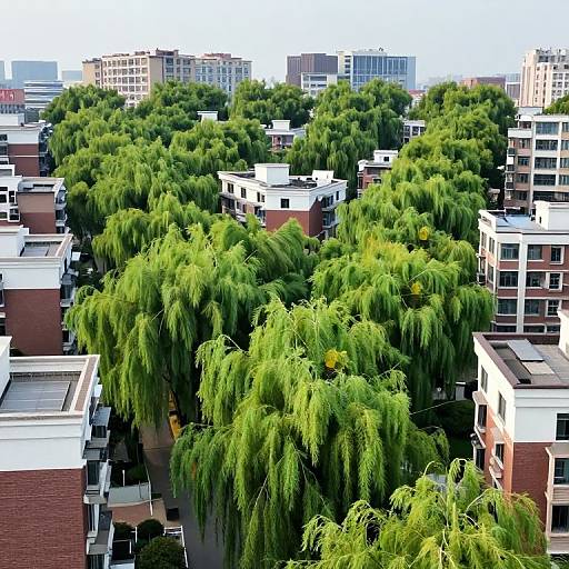 Aerial photograph of a cityscape with dense green weeping willow trees interspersed among red-brick and white-roofed apartment buildings.