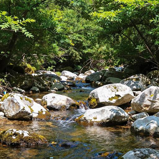 Serene Forest Stream with Vibrant Foliage