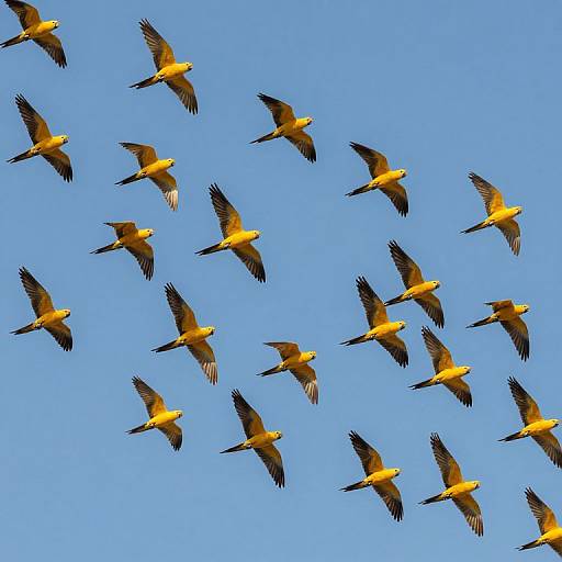 Photograph of a V-shaped flock of yellow and brown birds in flight against a clear blue sky. Birds are mid-air, wings spread, forming a