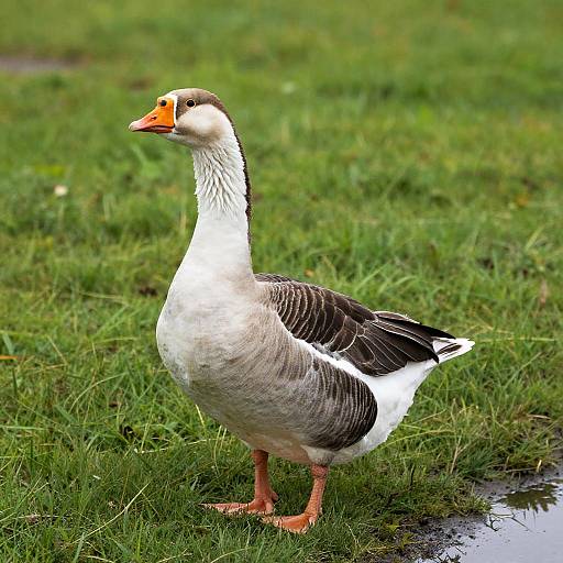 Black and White Goose on Green Grass