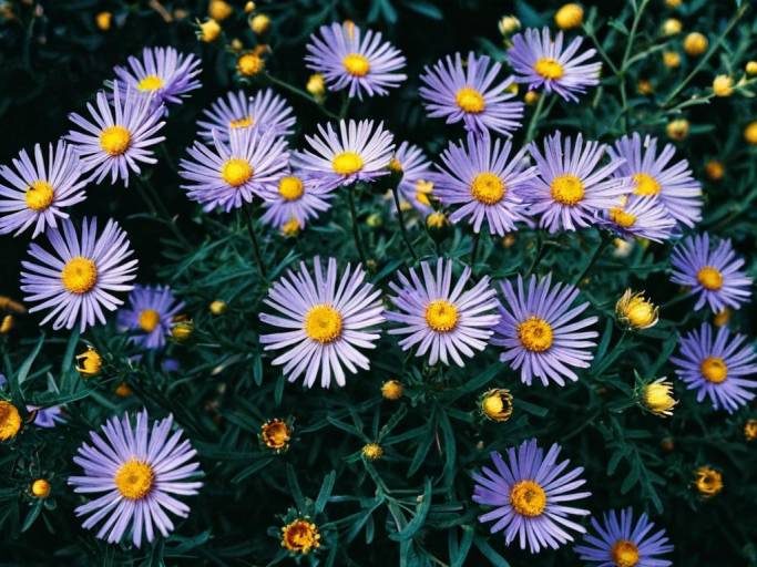Purple Aster Flowers in Vibrant Garden