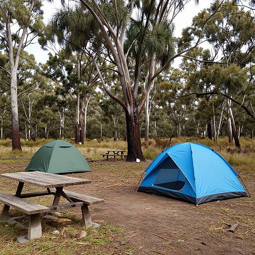 Tents Under Trees at Barrington Tops