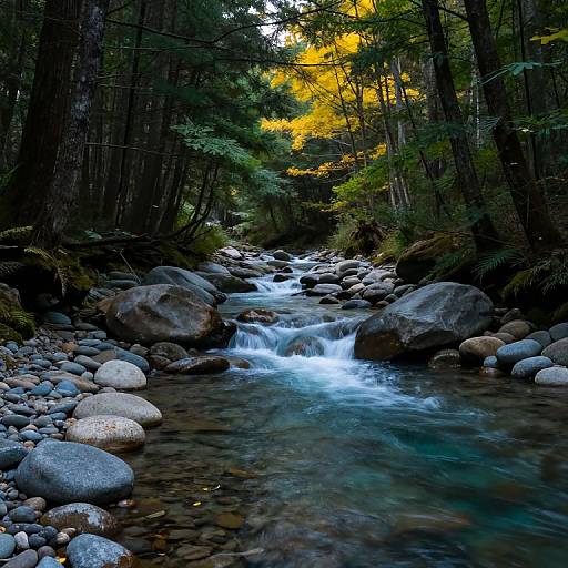 Photograph of a tranquil forest stream with clear, flowing water over smooth, multicolored rocks, surrounded by dense, tall trees and bright yellow-le