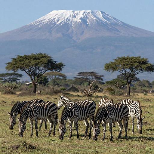 Vibrant Savanna Landscape with Grazing Zebras