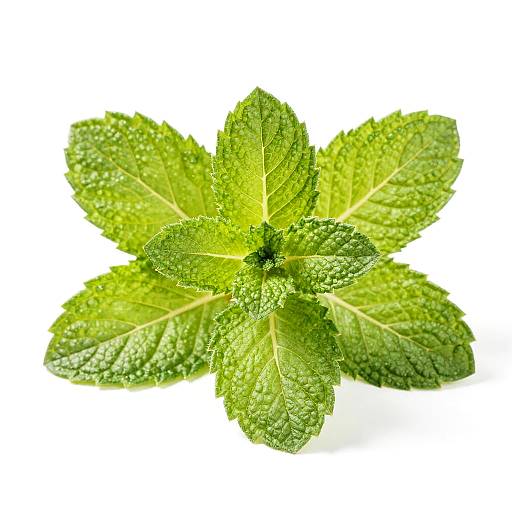 Close-Up Vibrant Peppermint Leaves