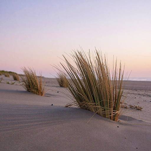 Hyperrealistic Broomb on Sunrise Beach