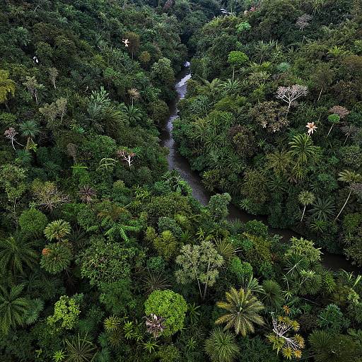 Aerial View of Lush Forest Canopy