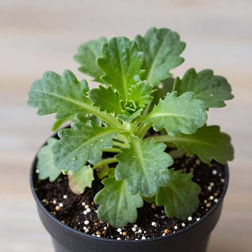 Photograph of a vibrant green, leafy plant with serrated edges in a black pot, set against a blurred, light background.