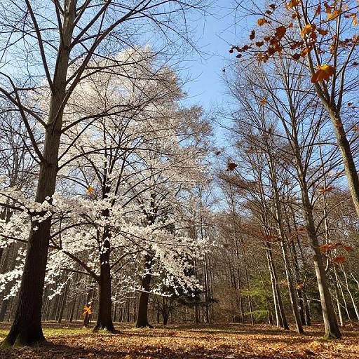 Surreal Forest with Seasonal Time