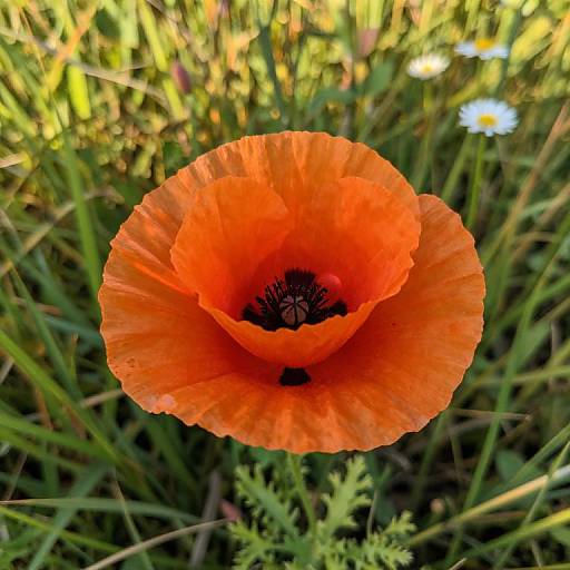Photograph of a vibrant orange poppy flower with delicate, ruffled petals and a dark center, surrounded by green grass and blurred daisies in