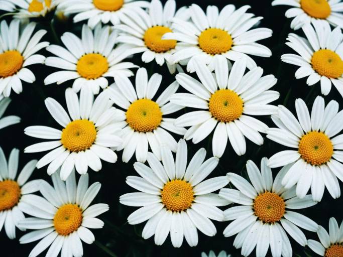 Daisy Flower Aesthetic Wallpaper Design