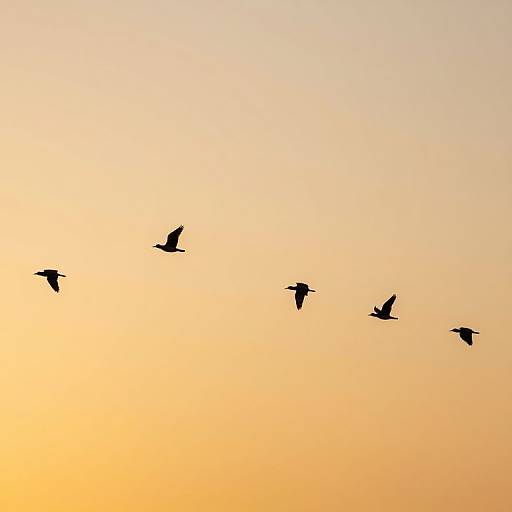 Photograph of five silhouetted birds in flight against a gradient sunset sky, transitioning from yellow to orange. Birds are positioned diagonally from top