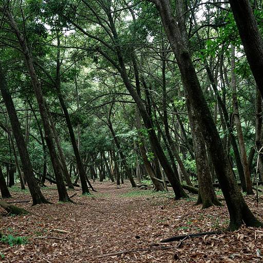 Wind-Swept Forest Climate Impact