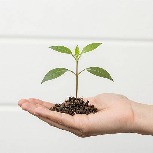 Bright Photograph of a Green Plant in Hand