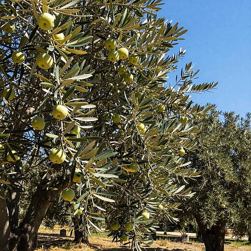 Timeless Olive Tree with Pearl Fruit