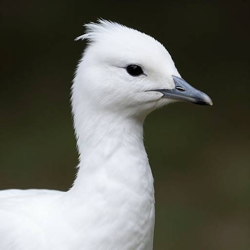 White Tail with Feathers and Shirt