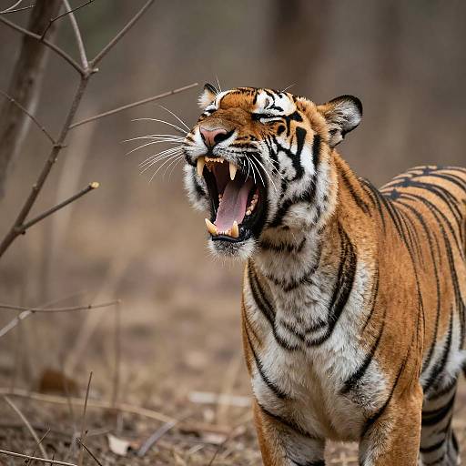 Majestic Tiger Roaring in the Wild