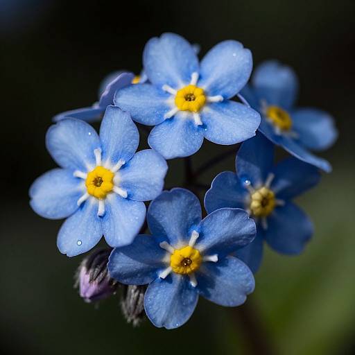 Close-up photograph of vibrant blue forget-me-not flowers with bright yellow centers, each petal adorned with dewdrops, against a dark, blurred background.