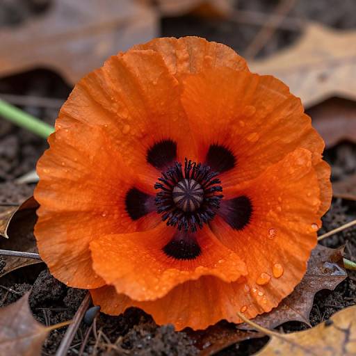 Photograph of a vibrant orange poppy flower with black center and water droplets, surrounded by brown leaves and dark soil.