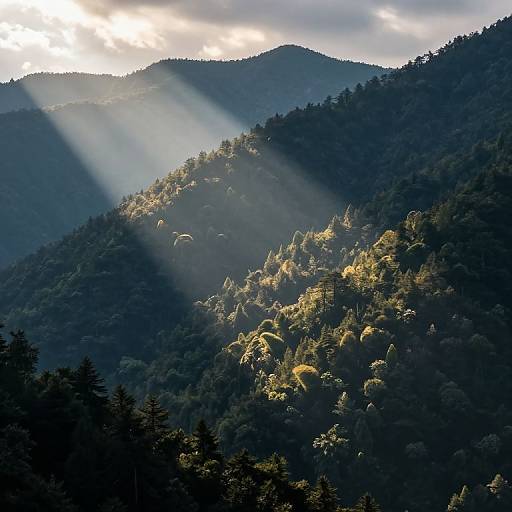 Photograph of a forested mountain range bathed in sunlight with beams of light piercing through clouds, illuminating trees on a gently sloping hillside