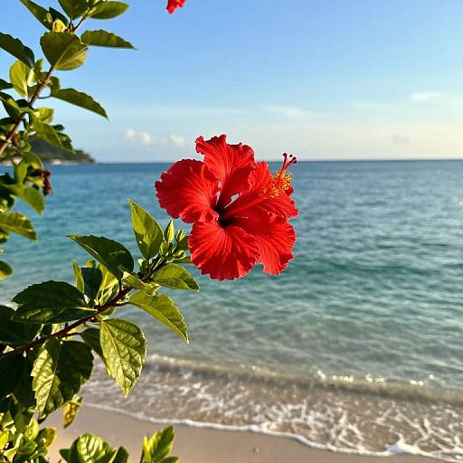 Vibrant Hibiscus by Ocean Shore