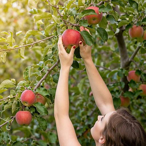 Photograph of a woman with short brown hair, wearing glasses, reaching up to pick a red apple from a lush green tree.