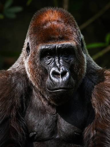 Photograph of a powerful, dark-furred gorilla with a glossy black nose and intense gaze, set against a dark, forested background.