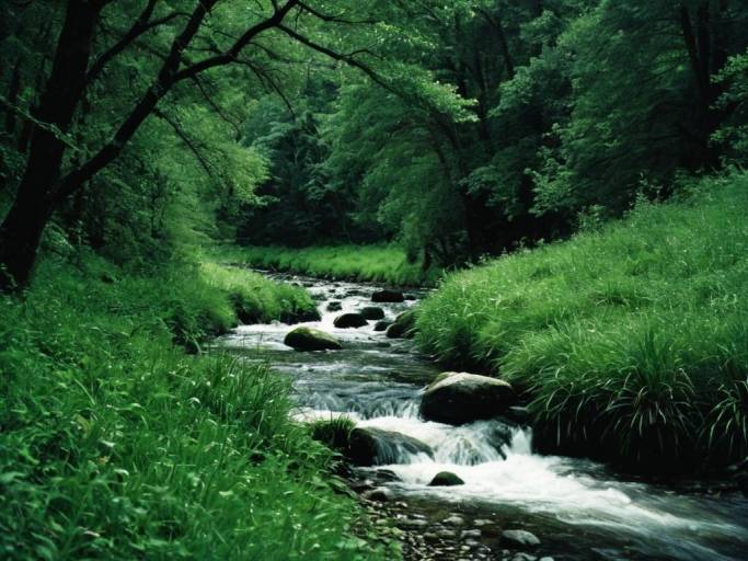 Close-Up Dark Green Forest Stream