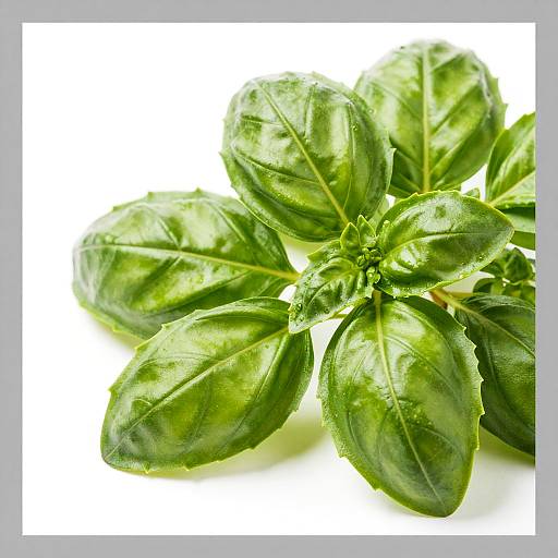 Close-Up of Fresh Green Basil Leaves