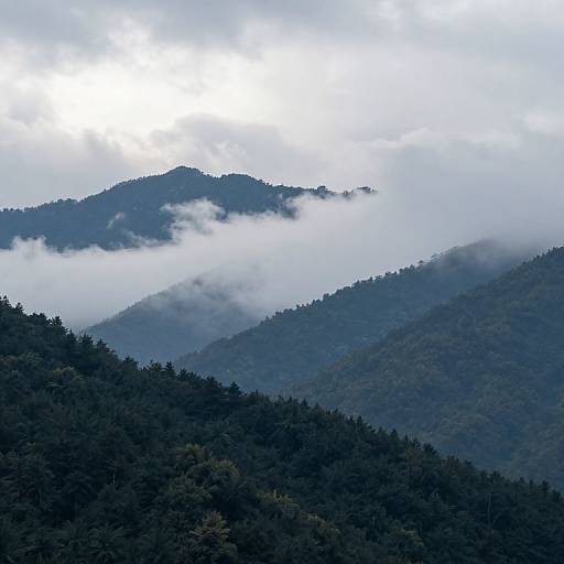 Photograph of mist-covered, forested mountains with dense tree-covered slopes, layered in shades of green and blue, under a bright white sky with scattered