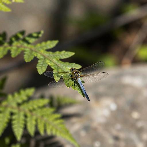 Dragonfly on Fern Leaf